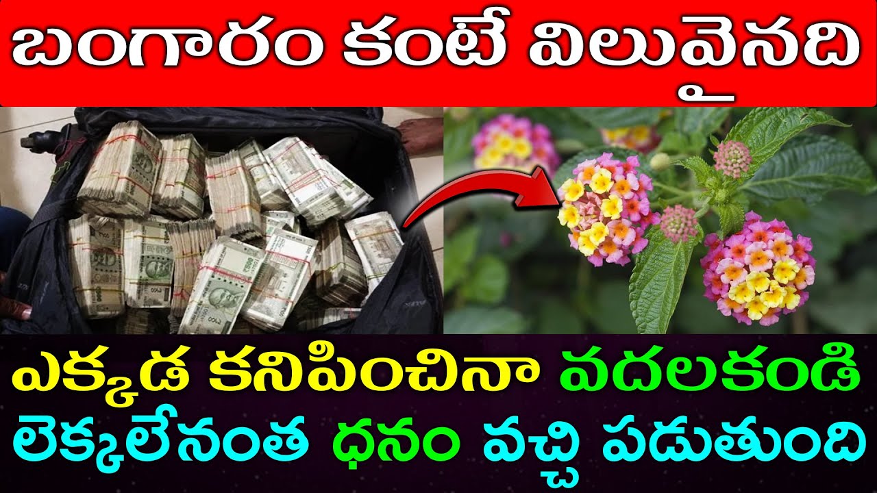 బంగారం కంటే విలువైనది ఎక్కడ కనిపించినా వదలకండి లెక్కలేనంత ధనం వచ్చి పడుతుంది#telugunew