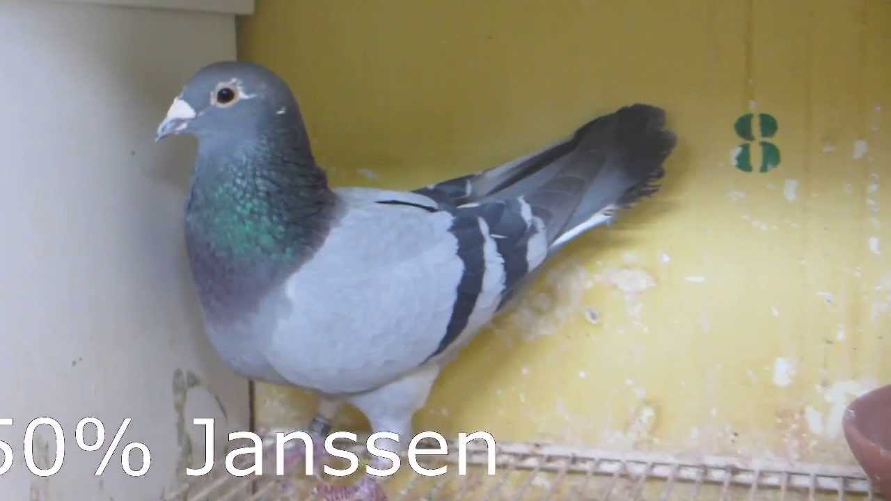Palomas c&eacute;lebres de Alejandro Vargas y Anibal Hern&aacute;ndez Rodriguez, Tenerife