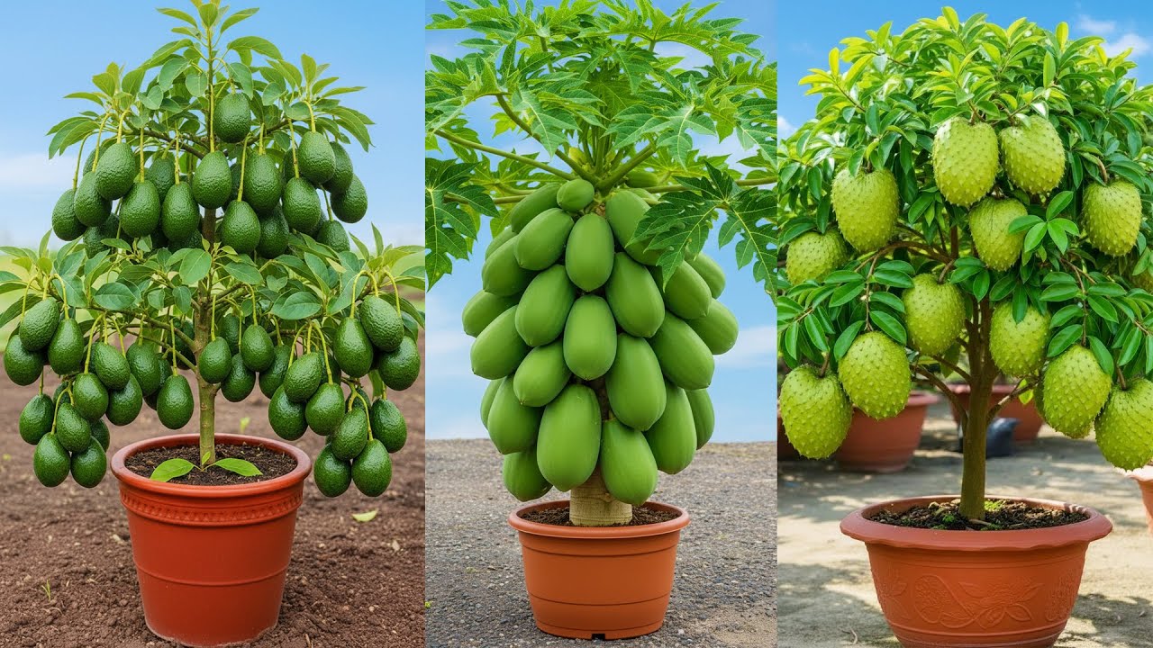 Propagate Avocado Mango and Papaya and Other Fruits Trees 300x Faster Using This One Trick