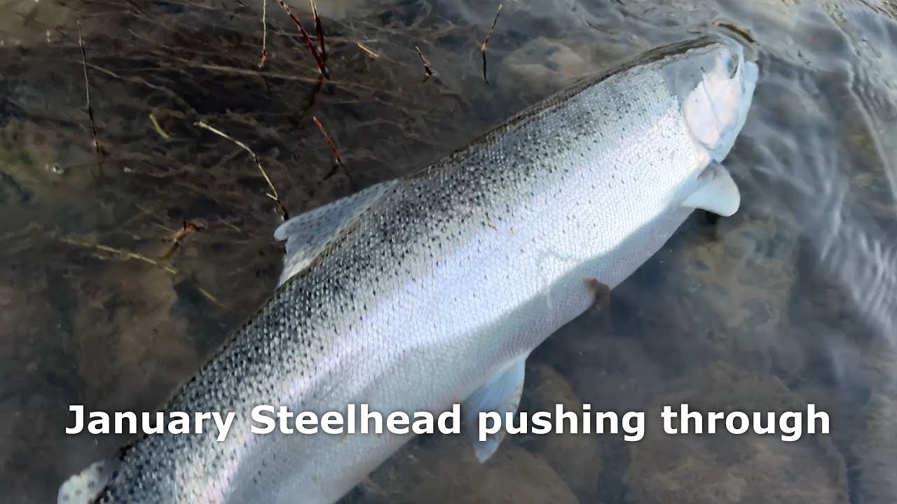 January Steelhead pushing through local river