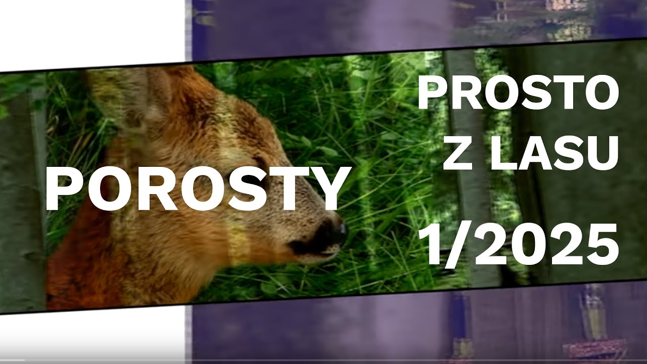 Porosty - Prosto z lasu |01 2025|