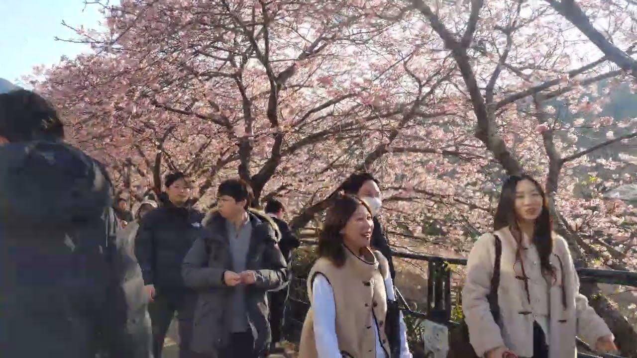 静岡県河津町　河津桜まつり