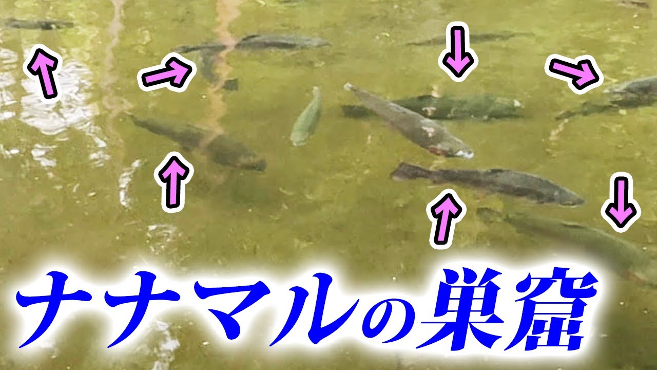 70cm超えの高級ブランド鱒がゴロゴロいる管理釣り場がヤバすぎた！【エリアトラウト】