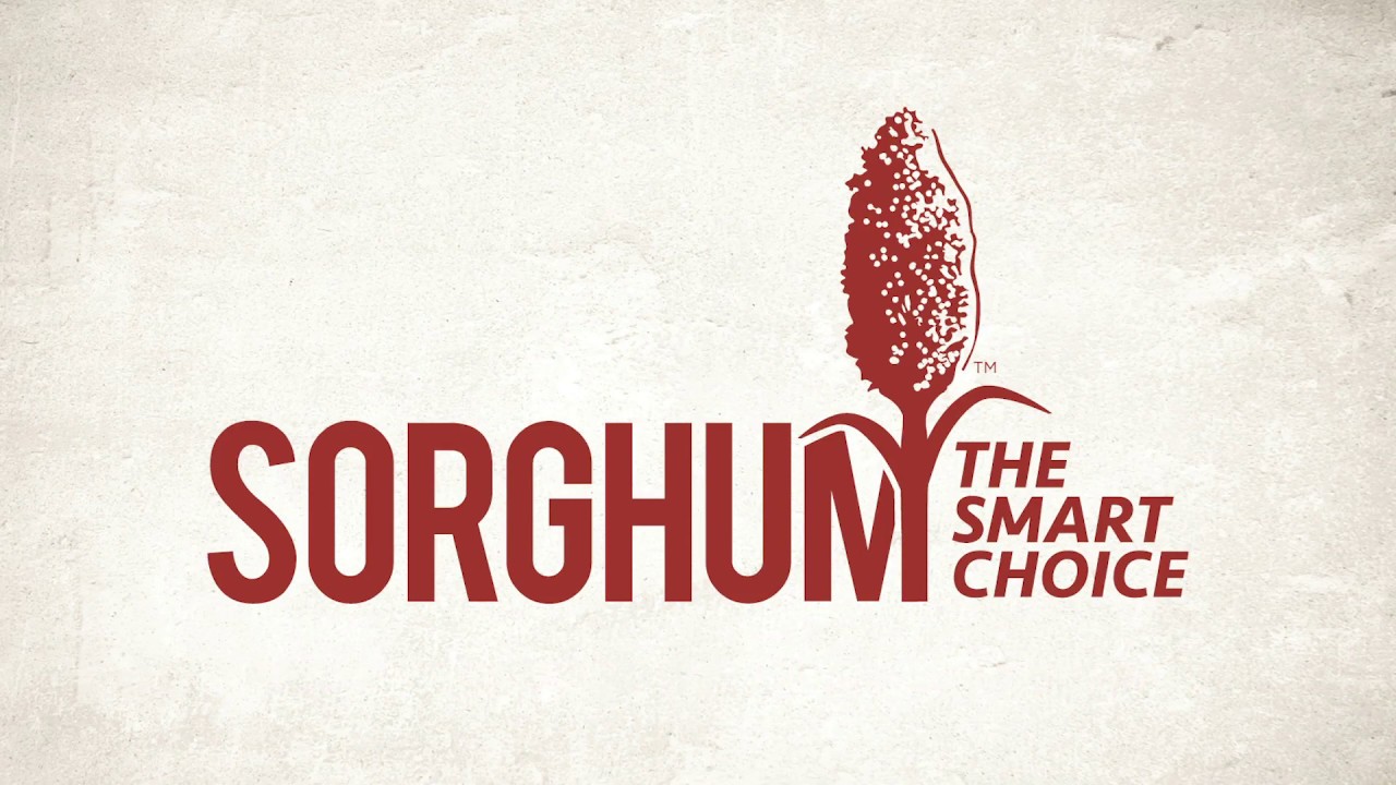 Export Sorghum 2019 - Introduction Video