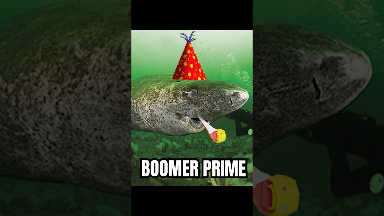 The world's OLDEST SHARK