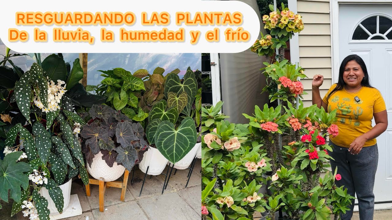 Trabajamos mucho resguardando las plantas para proteger de la lluvia, la humedad y el frío 