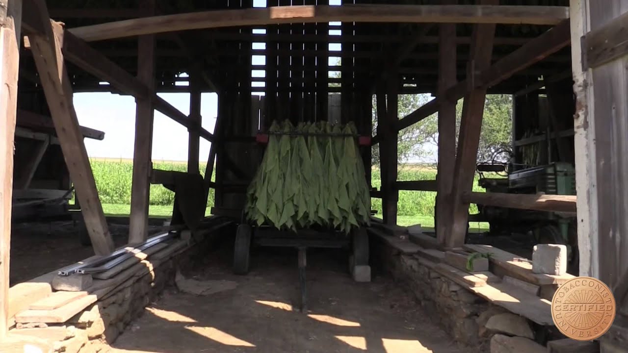 Pennsylvania Broadleaf in Lancaster, PA