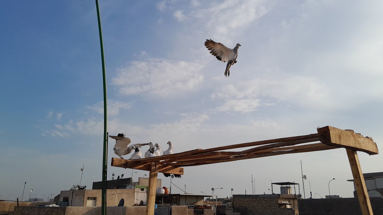 سويت دشر   محطاط  للطيور  طلعت فرخات من التور