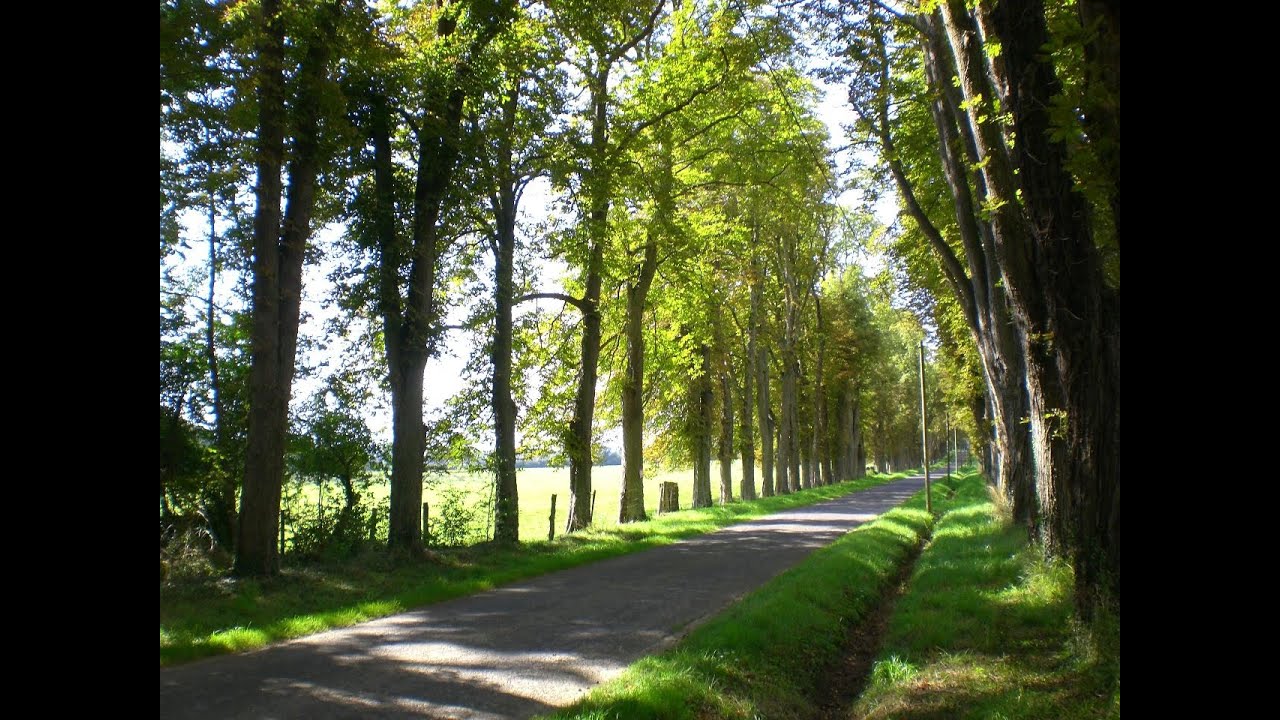 Avenue (landscape)