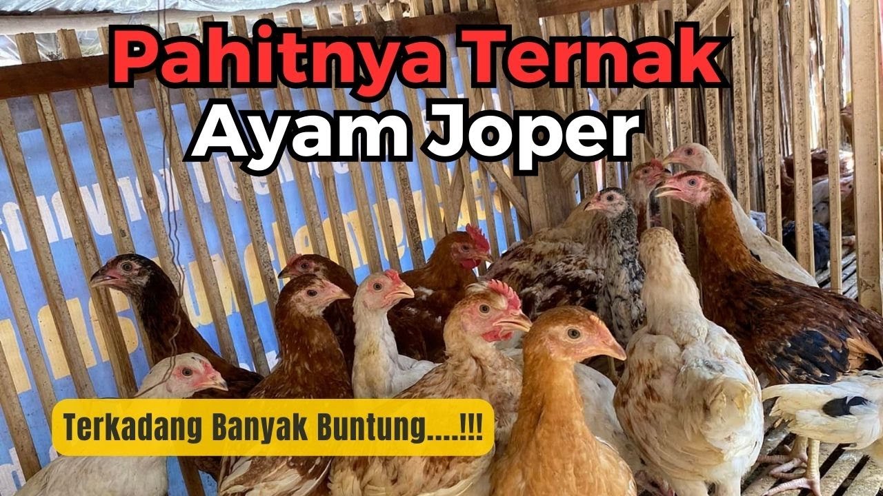 Dukanya Usaha Ternak Ayam Joper, Tidak Selalu Enak