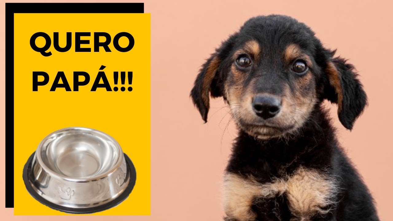 ✅ QUANTAS VEZES POR DIA dar a PAPINHA para CACHORRO FILHOTE [ DESMAME ] 🐶
