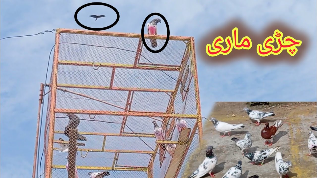 Buhat kamal ka kabootar pakra gya ya ni ?#kabootar #sialkotikabooter 