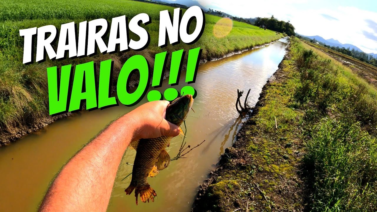 ATÉ AQUI TEM TRAIRAS!!! PROCURANDO NOVOS VALOS - Traíras atacando na SUPERFÍCIE 4K