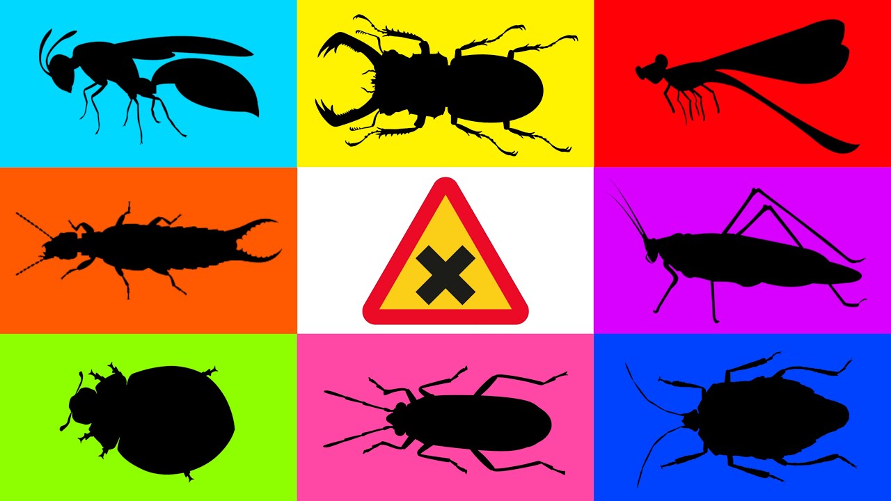 Insect: ichneumon Wasp, Stink Bug, Cotton Bug, Moss katydid, Earwig, Scarab Beetle, Dragonfly, Wasp