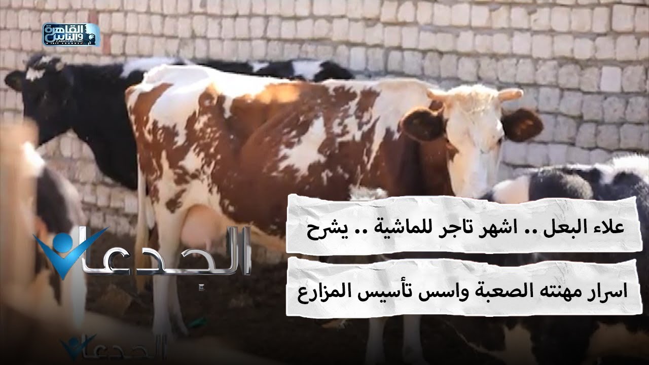علاء البعل .. اشهر تاجر للماشية .. يشرح اسرار مهنته الصعبة واسس تأسيس المزارع