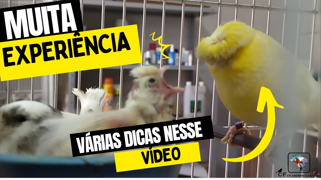 DESDE jovem ele Cria GLOSTER, aos 62anos MARCOS é REFERÊNCIA, na raça ( várias dicas nesse vídeo)