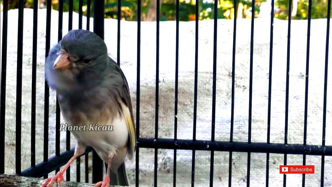 O SOM QUE FAZ QUALQUER CANÁRIO FICAR LOUCO PARA CANTAR!