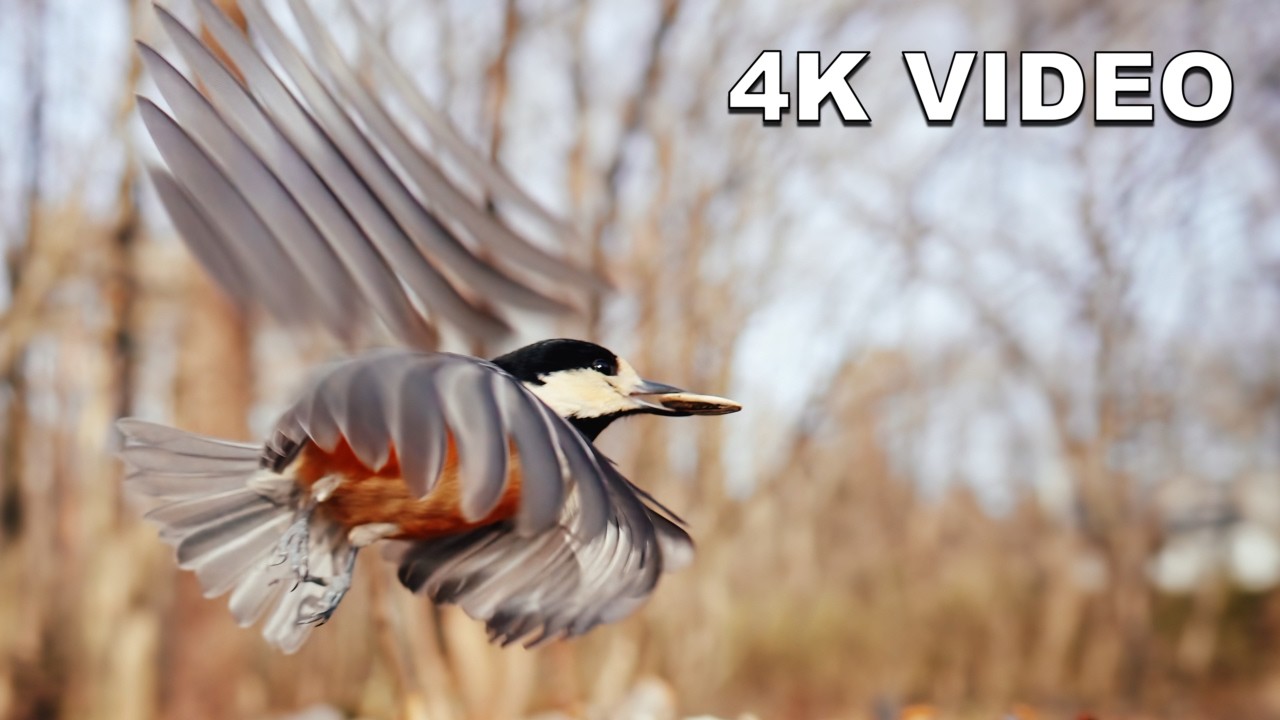 Chilly & Sunny Morning ☀️ 34-Minute 4K Wild Bird ASMR (1.5°C/34.7°F) | Relaxing Feeder