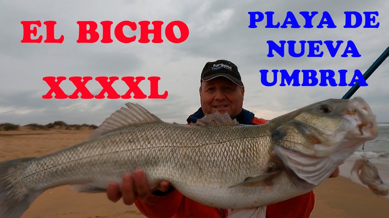 PESCA SURFCASTING ROBALO XXXXL CAYO EL BICHO
