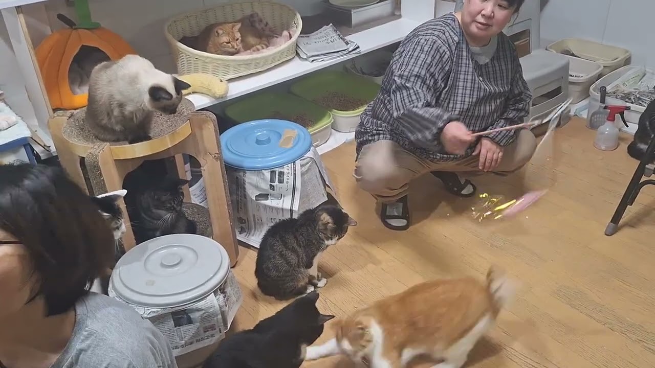 2026保護猫たちの誕生会ありがとう　犬猫救済の輪