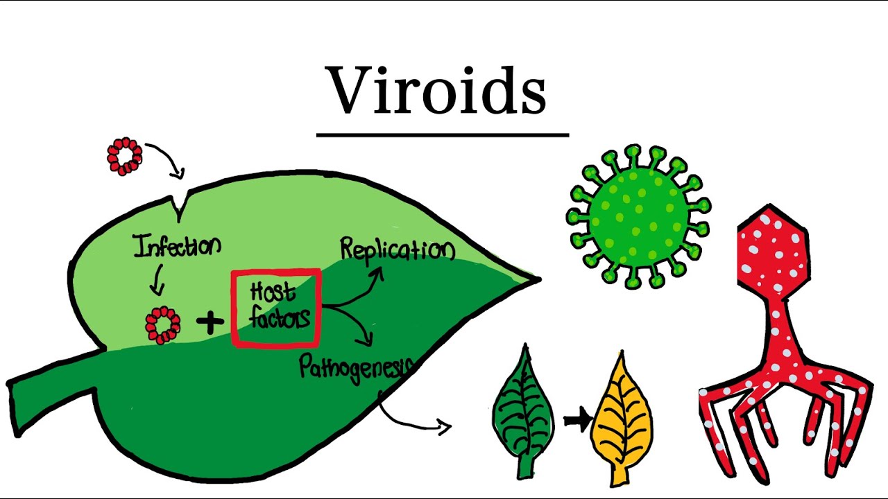 What are Viroids? | MCAT Biology