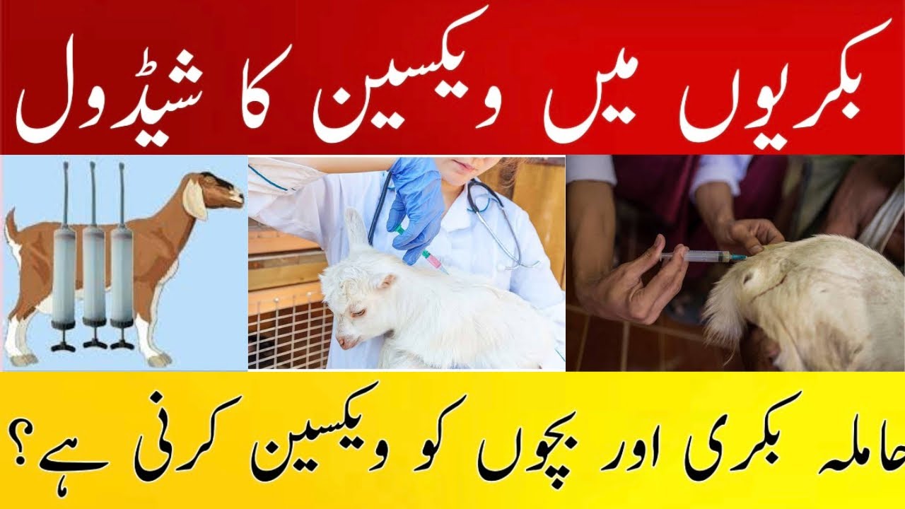 Vaccination Schedule in Goats || CCPP || PPR || ETV || Goat Farming Tips