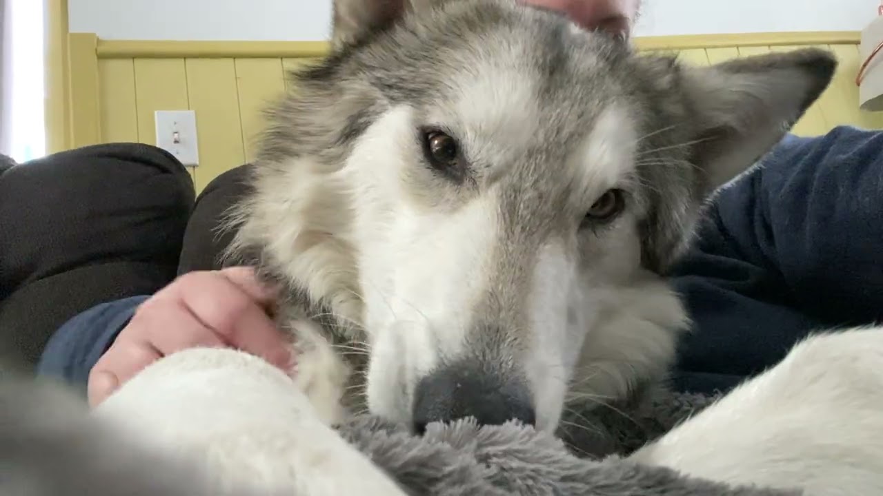Missy snuggling and chewing on mom. 