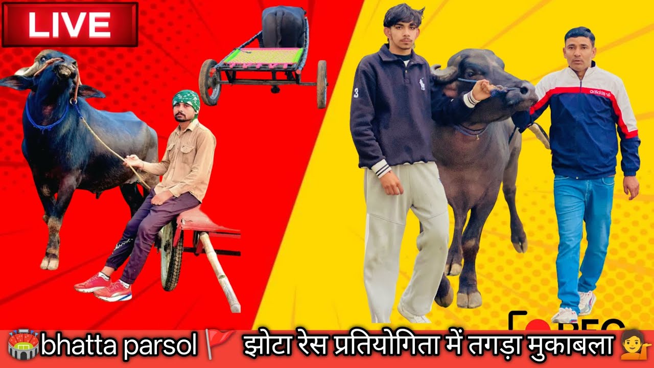 🏟️bhatta parsol 🚩 झोटा रेस प्रतियोगिता में तगड़ा मुकाबला 💁