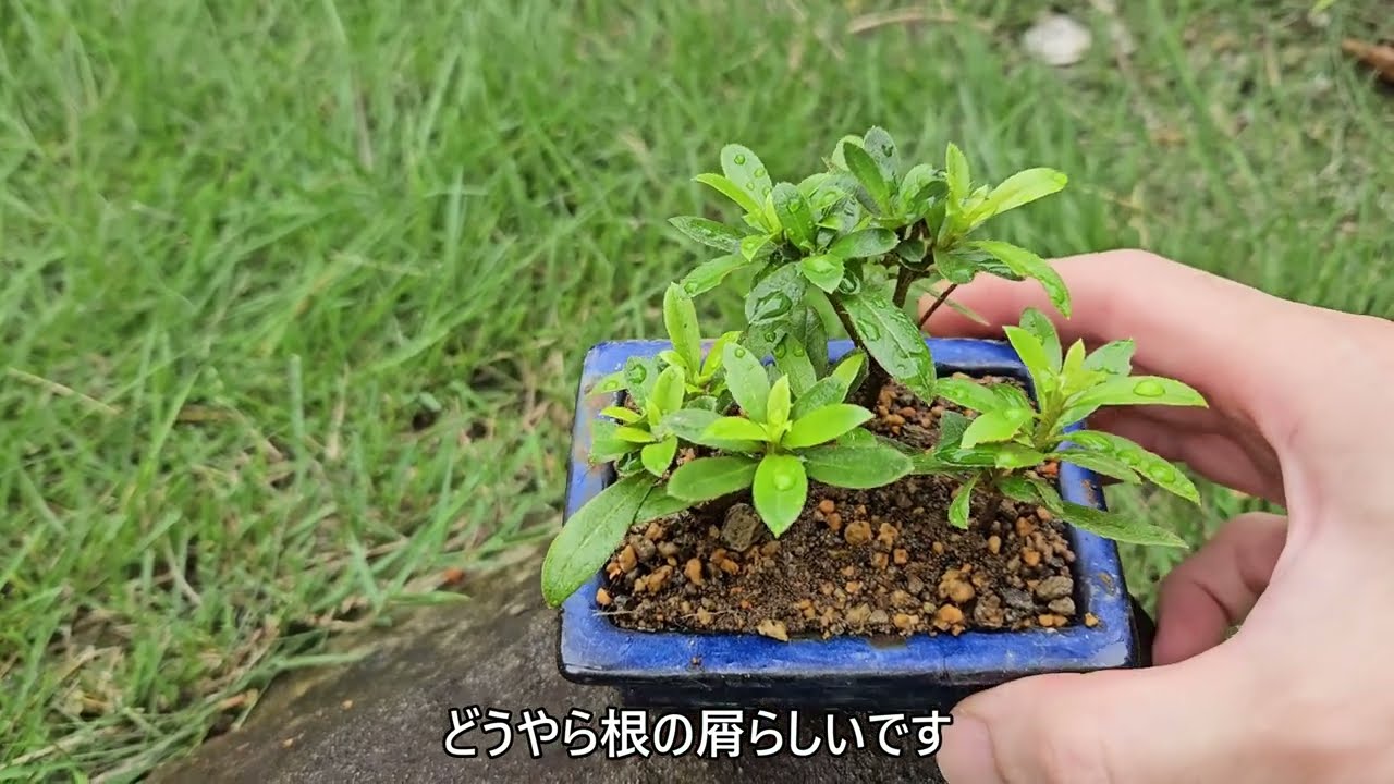 誰にでもできるミニ盆栽  挿し木の植え替え サツキ Mini Bonsai for Everyone: Repotting Cuttings of Satsuki Azalea #bonsai