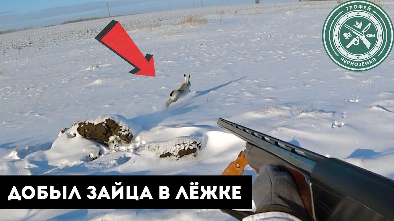 УНИКАЛЬНЫЕ КАДРЫ! ДОБЫЛ ЗАЙЦА В ЛЕЖКЕ! Охота на зайца 2022