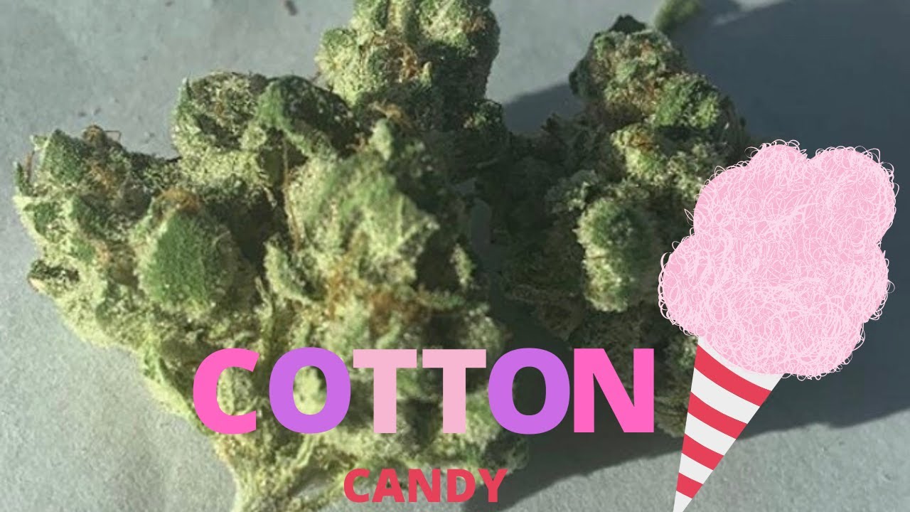Cotton Candy Strain Review (bonus clips)