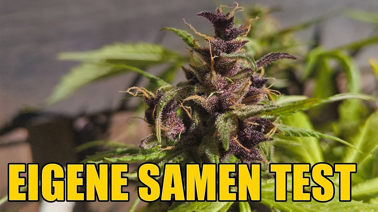 Eigene Cannabis Samen - erster Test