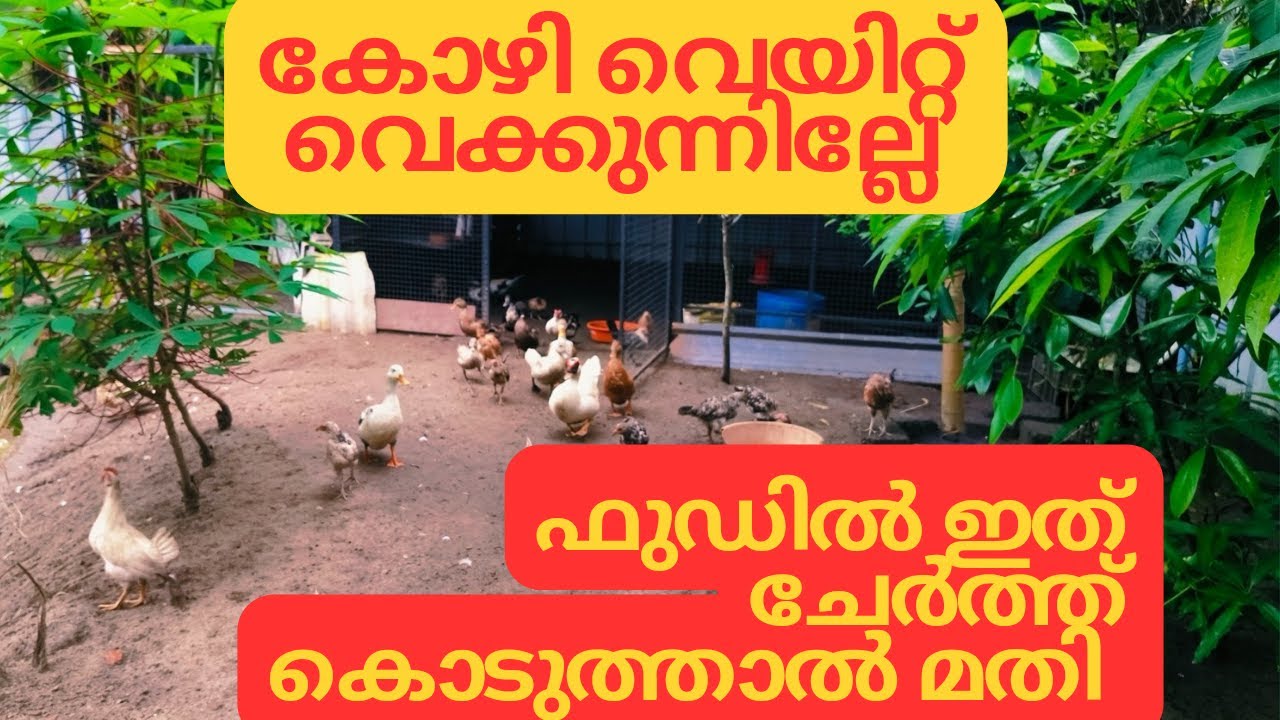 കോഴികൾക്ക് വെയിറ്റ് വെക്കുന്നില്ലേ || ഇത് പോലെ ഒന്ന് ഫുഡ്&zwnj; കൊടുത്ത് നോക്കൂ 🦢🐓