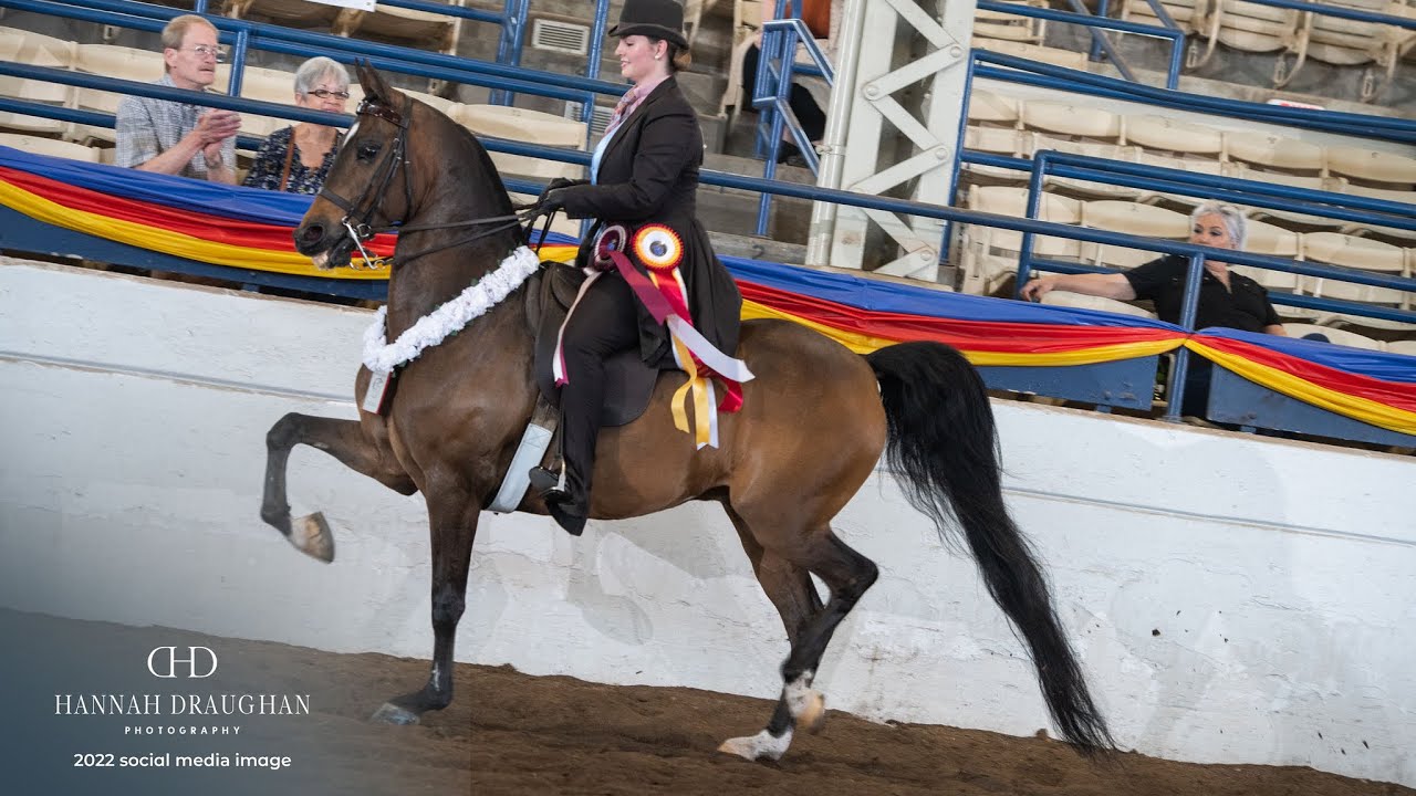 SOLD. Half-Arabian Country Pleasure Horse For Sale