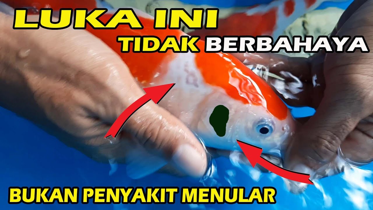 Luka Pada Ikan Koi Ini Tidak Berbahaya