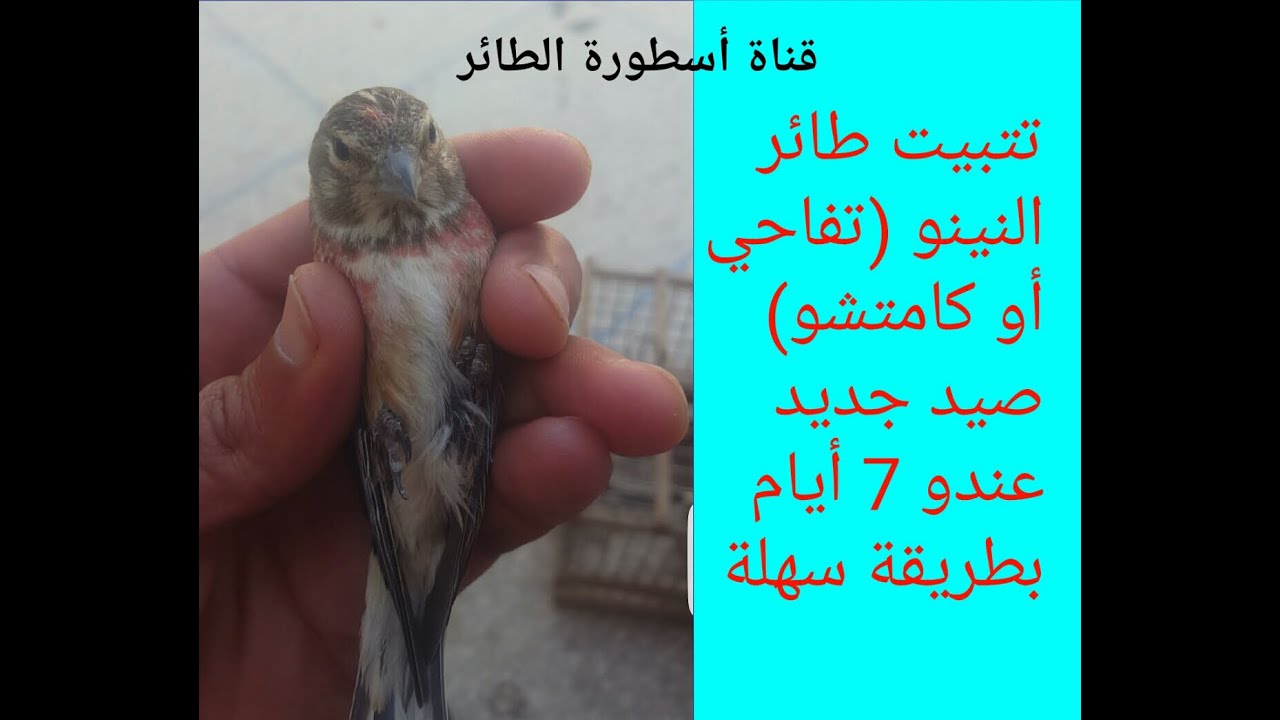 تتبيت طائر نينو أو توفحي أو كماتشو