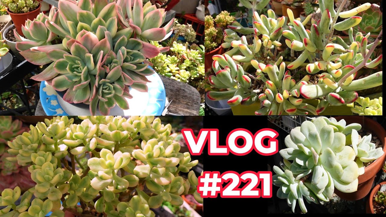 Propagate EASY To GROW Variegated Succulents | VLOG #221- Growing Succulents with LizK