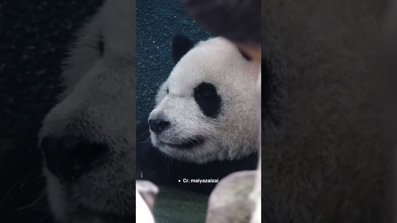等到快睡著的圓仔 #panda #yuanzai #圓仔 #taipeizoo