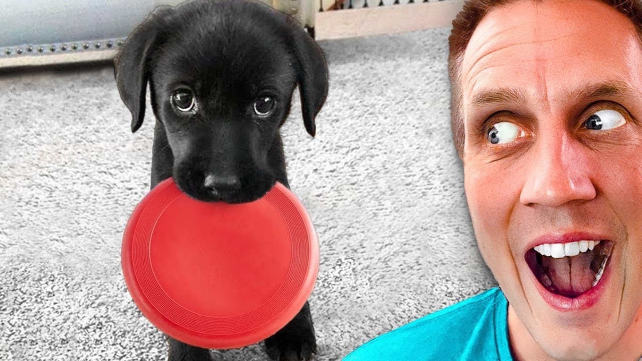 CUTEST ANIMALS On TikTok You'll Ever Watch!