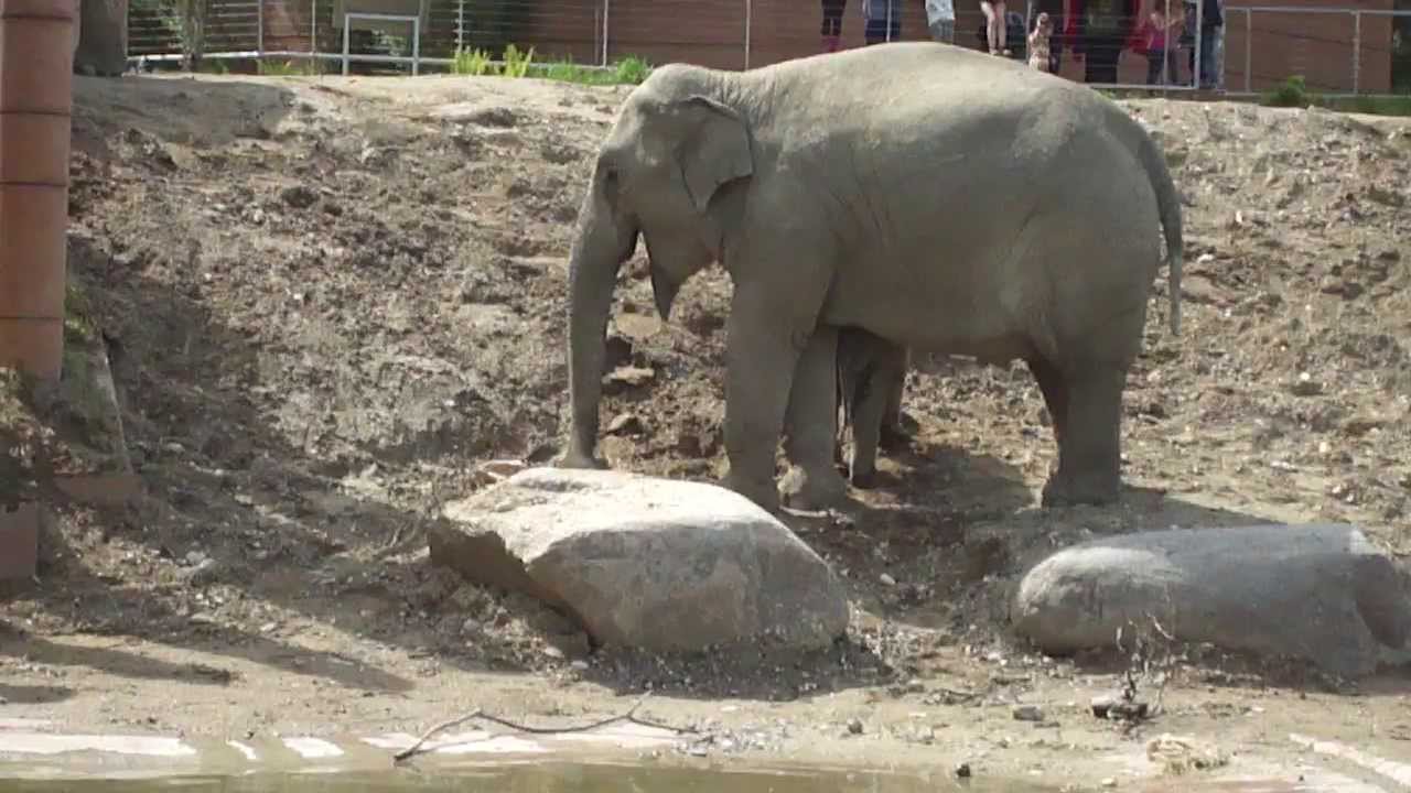Baby Elephant in Copenhagen Zoo May 2013