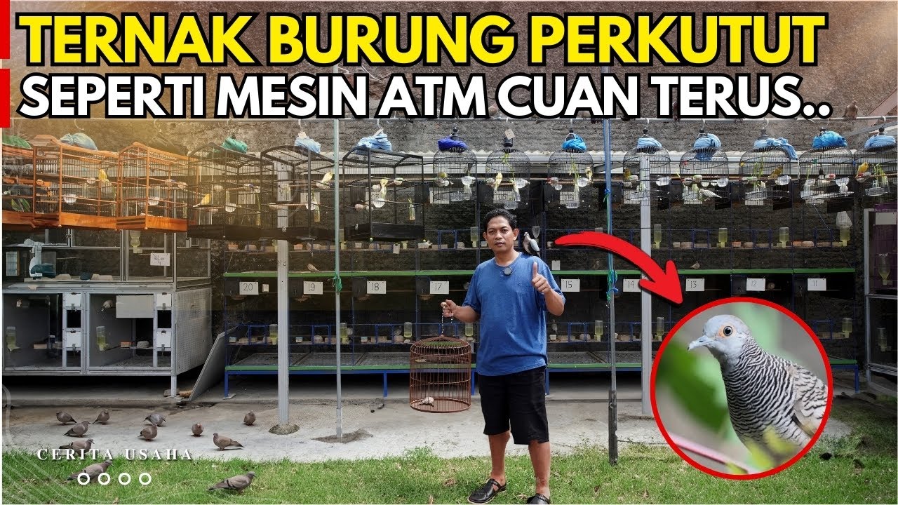 TERNAK PERKUTUT BANGKOK CUAN TERUS SEPERTI MESIN ATM DARI 3 PASANG JADI RATUSAN | KISAH INSPIRATIF