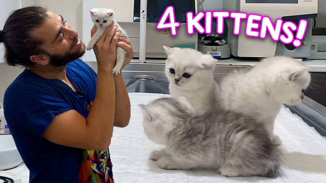 КОТЯТАМ 30 ДНЕЙ! (Очаровательные котики!)