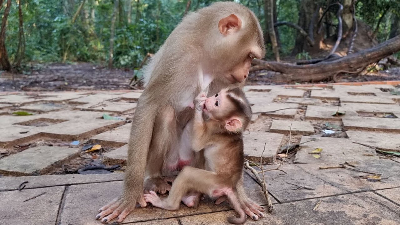 Wildlife cute little baby monkey with real mom care #shorts