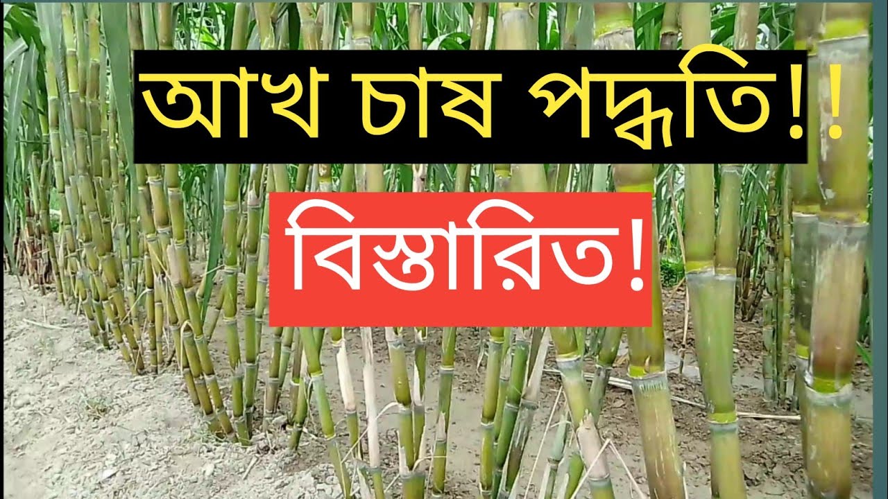আখ চাষ পদ্ধতি!!Sugarcane cultivation method! 3M Agriculture