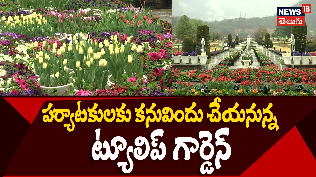 Srinagar Tulip Garden Opening | పర్యాటకులకు కనువిందు చేయనున్న ట్యూలిప్ గార్డెన్ | N18V
