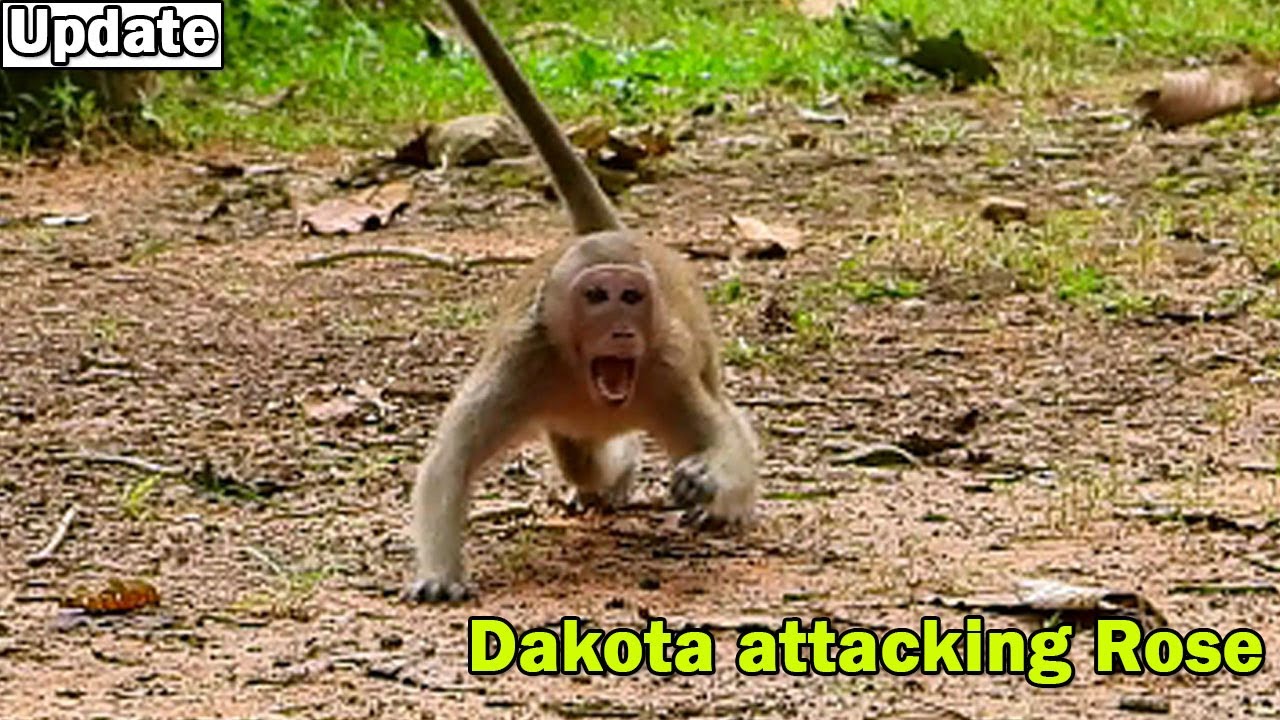 Oh no no, Why like this?Naughty Dakota try follow attacking Rose for escape from big monkey bite her