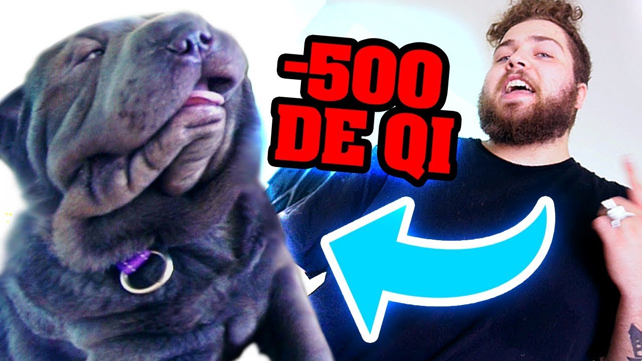 Testei o QI do meu cachorro