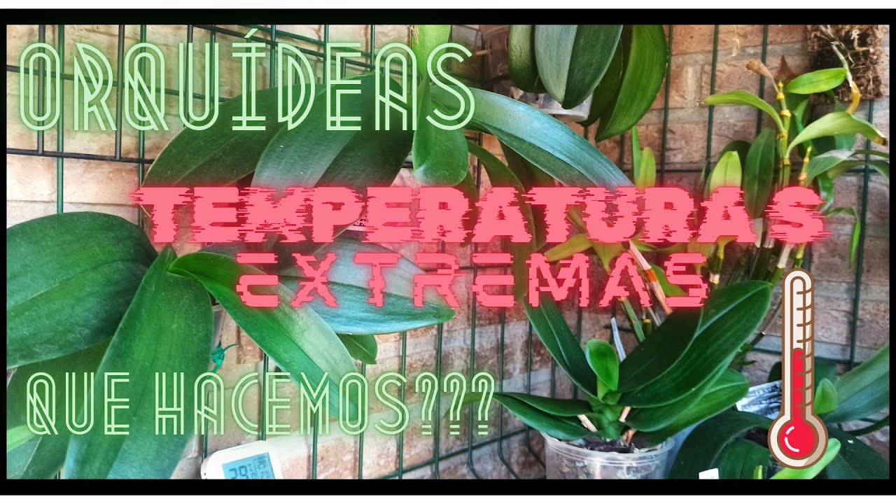 ORQUÍDEAS  EN TEMPERATURAS EXTREMAS