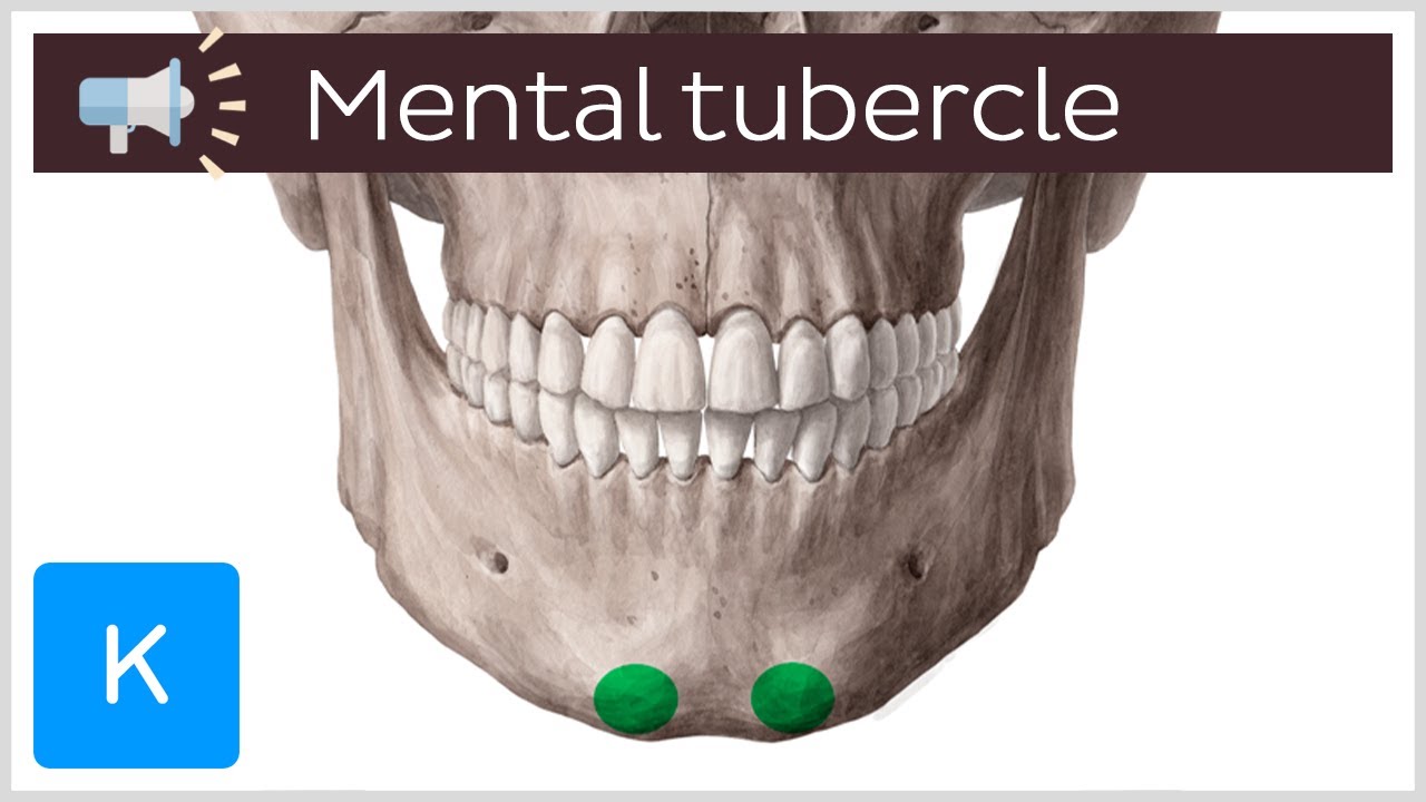 Mental tubercle | Anatomical Terms Pronunciation by Kenhub