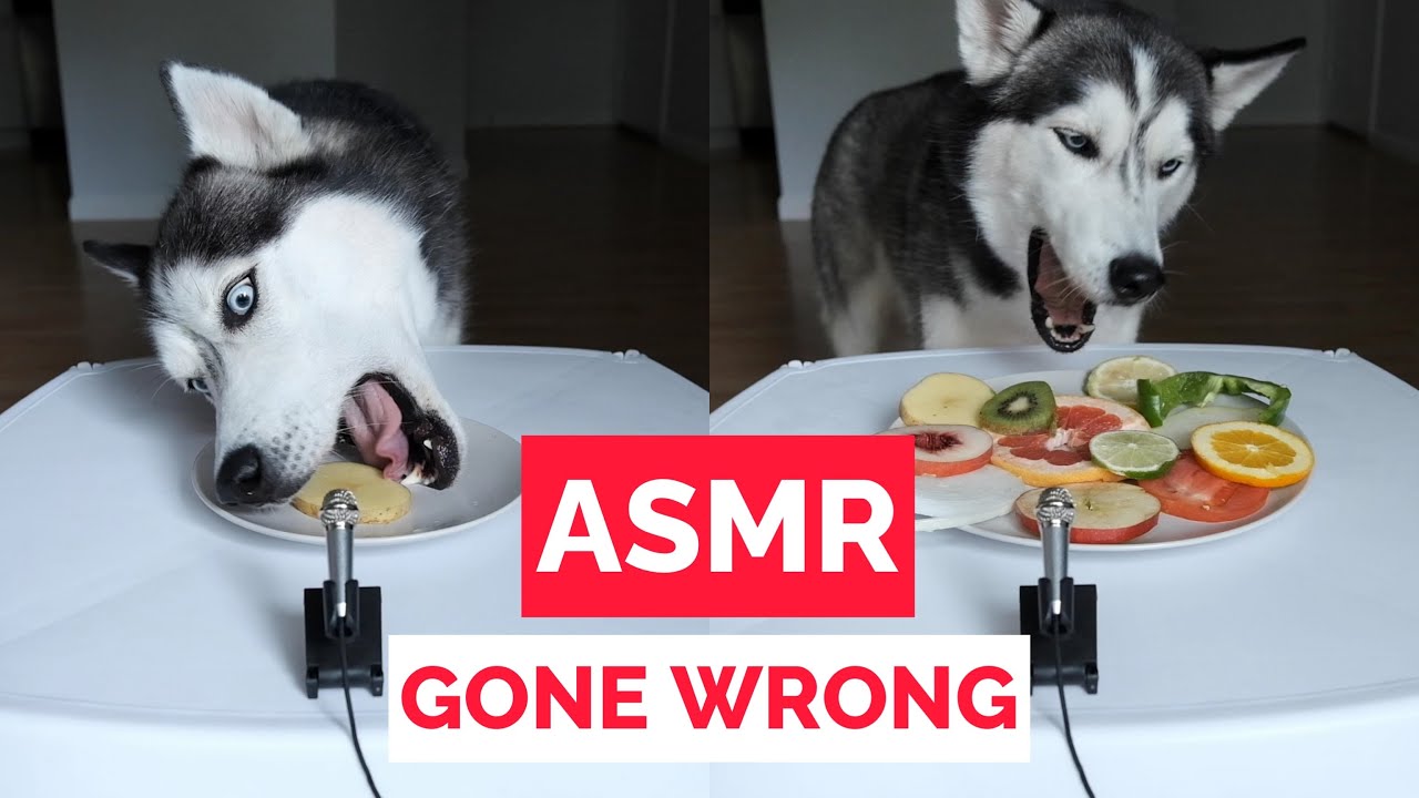 ASMR Taste Test Gone Wrong! Husky Reviews Fruits & Vegetables!
